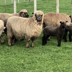 ewes sale sheep
