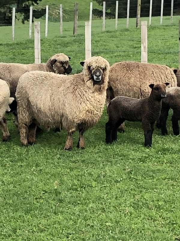 ewes sale sheep