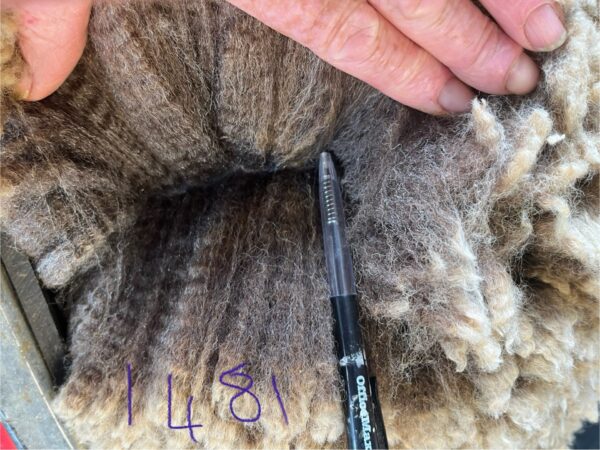 Romney Ram 1481/23 Wool