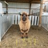 Auction NI Black and Coloured Sheep Sale 11th Jan   Corriedale 2TH Ram 1357/23 - Image 2