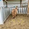 Auction NI Black and Coloured Sheep Sale 11th Jan   Corriedale 2TH Ram 1357/23 - Image 3