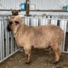 Auction NI Black and Coloured Sheep Sale 11th Jan   Corriedale 2TH Ram 1357/23 - Image 5