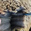 Auction NI Black and Coloured Sheep Sale 11th Jan   Corriedale 2TH Ram 1357/23 - Image 4