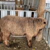 Auction NI Black and Coloured Sheep Sale 11th Jan   Corriedale 2TH Ram 1357/23