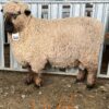 Romney 2TH Ram 1466/23