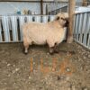 Romney 2TH Ram 1466/23 - Image 2