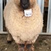 Romney 2TH Ram 1466/23 - Image 3