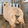 Romney 2TH Ram 1466/23 - Image 4